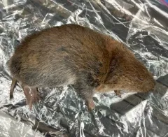Woodland Vole thumbnail 4