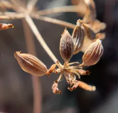 Rone's Desert-Parsley thumbnail 3