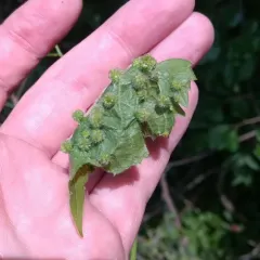 Grape Phylloxera thumbnail 1