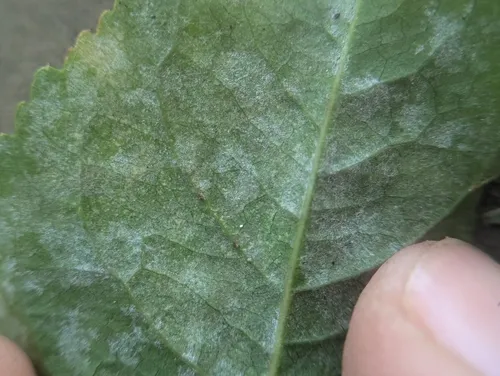 Erysiphe euonymi