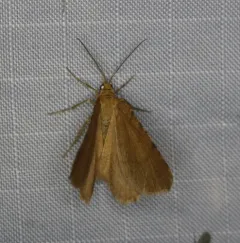 Rusty Speranza Moth thumbnail 3