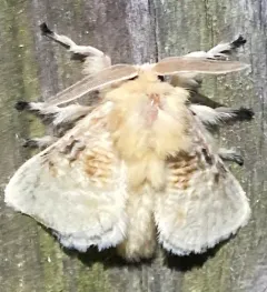 Black-waved Flannel Moth thumbnail 4