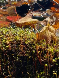 Floating Hook Moss thumbnail 2