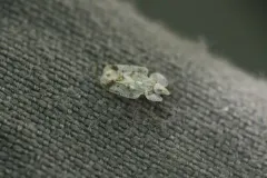 Corythucha salicata thumbnail 3