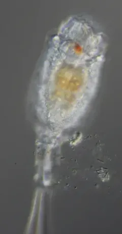 Trichotria tetractis thumbnail 3