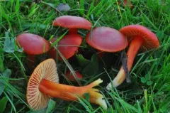 Scarlet Waxy Cap thumbnail 2