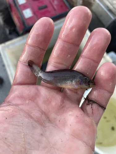 Western Pirate Perch