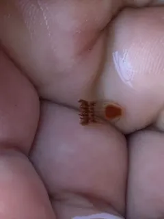 Cladonema radiatum thumbnail 1