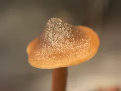 papillate pinkgill thumbnail 2