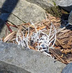 Whiteworm Lichen thumbnail 4