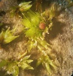 Spreading-leaved Earth Moss thumbnail 4
