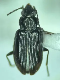 Bembidion curtulatum thumbnail 2