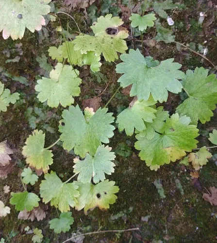Sullivant's Coolwort