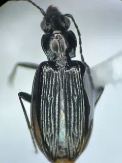 Bembidion planiusculum thumbnail 2