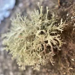 Rock Bushy Lichen thumbnail 3