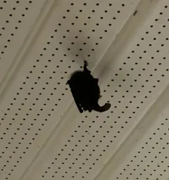 Townsend's Big-eared Bat thumbnail 3