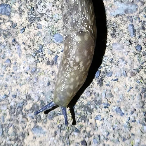 Yellow Cellar Slug