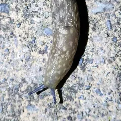 Yellow Cellar Slug thumbnail 1