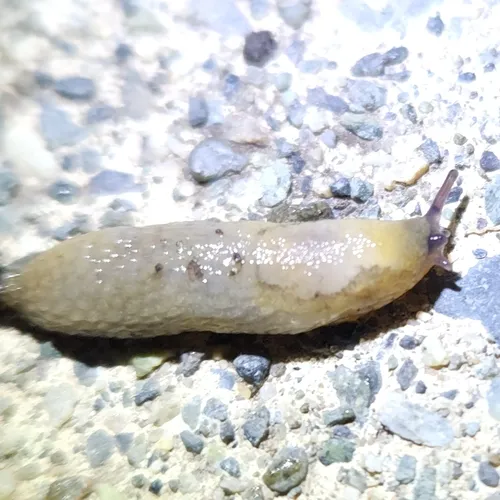 Hedgehog Slug