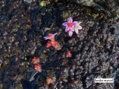 Hairy Stonecrop thumbnail 1