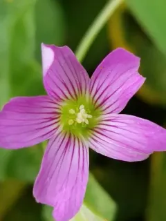 Largeflower pink-sorrel thumbnail 1