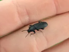 Dark Mealworm thumbnail 4