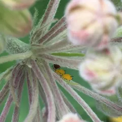 Oleander Aphid thumbnail 2