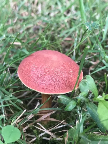field bolete