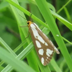 Confused Haploa Moth thumbnail 4