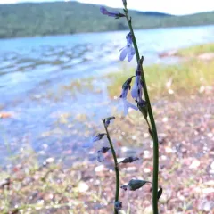 Water Lobelia thumbnail 3