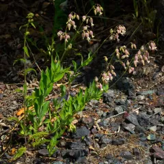 Balkan Catchfly thumbnail 2