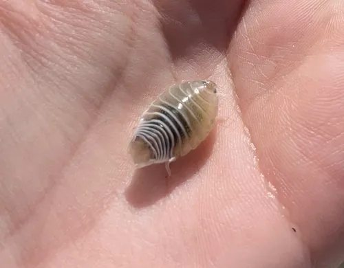 Livoneca ovalis