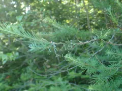 Larch Sawfly thumbnail 3