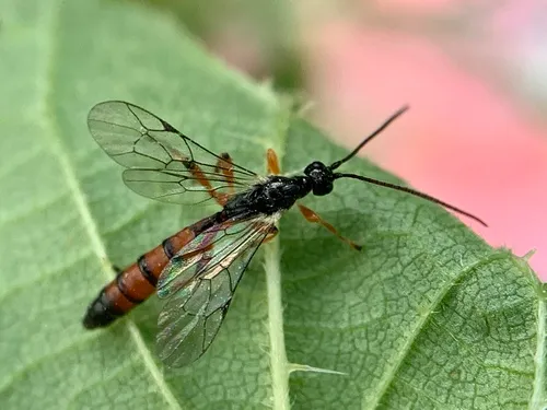 Schizopyga circulator