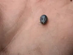 Brown Dog Tick thumbnail 3