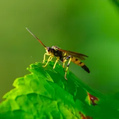 Ichneumon annulatorius thumbnail 3
