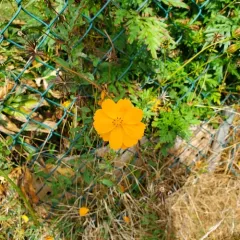 Yellow Cosmos thumbnail 4