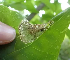 Leucospilapteryx venustella thumbnail 1