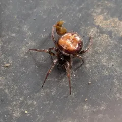Rabbit Hutch Spider thumbnail 4