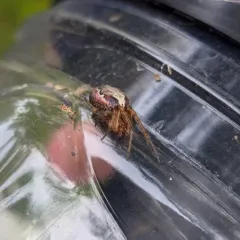 Red-sided Sector Spider thumbnail 1