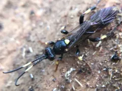 Ichneumon feriens thumbnail 4