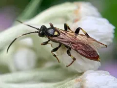 Ichneumon ultimus thumbnail 2