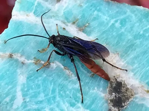 Thyrateles lugubrator