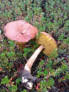 Aureoboletus projectellus thumbnail 4
