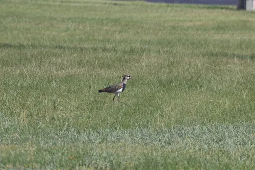 Southern Lapwing
