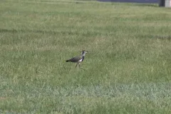 Southern Lapwing thumbnail 1