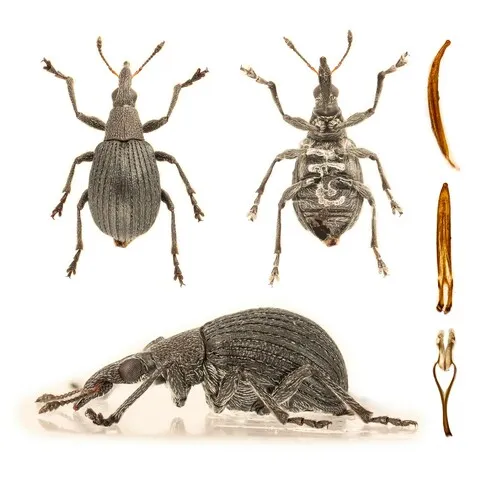 Oxystoma cerdo