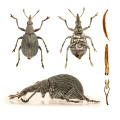 Oxystoma cerdo thumbnail 1