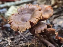 Cortinarius umbrinolens thumbnail 3