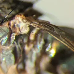 Dolichopus scapularis thumbnail 1